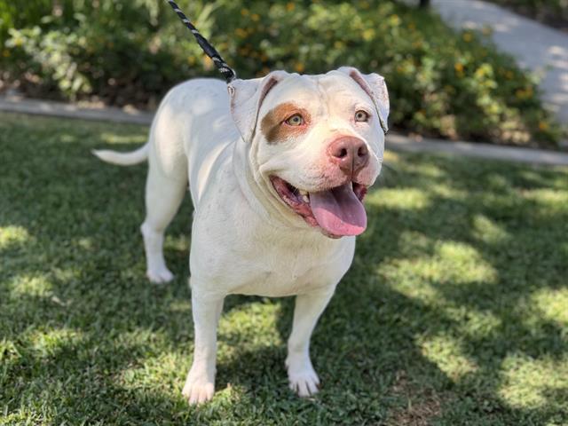 Cookie Crunch, ADOPTABLE, Adult Female Pit Bull Terrier.