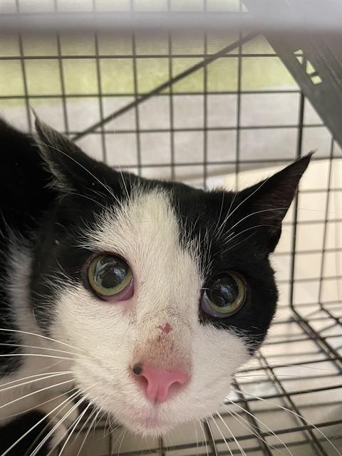 CORDUROY, Adoptable, Adult Male Domestic Short Hair.