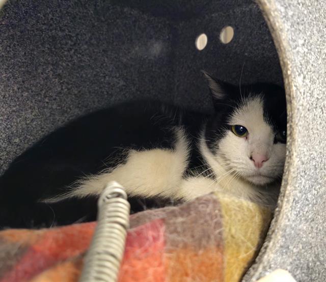 CORDUROY, Adoptable, Adult Male Domestic Short Hair.