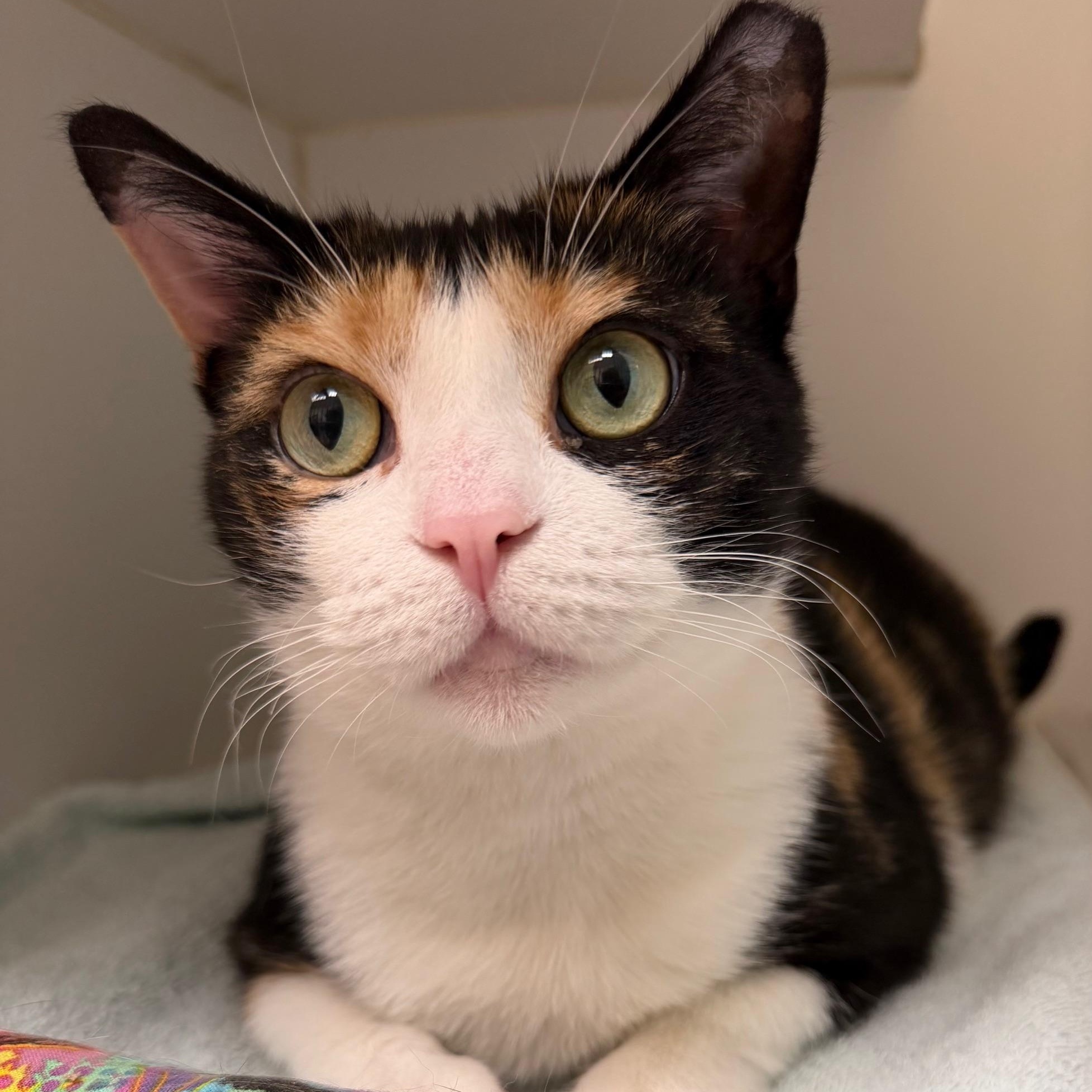 Confetti , ADOPTABLE, Young Female Domestic Short Hair.