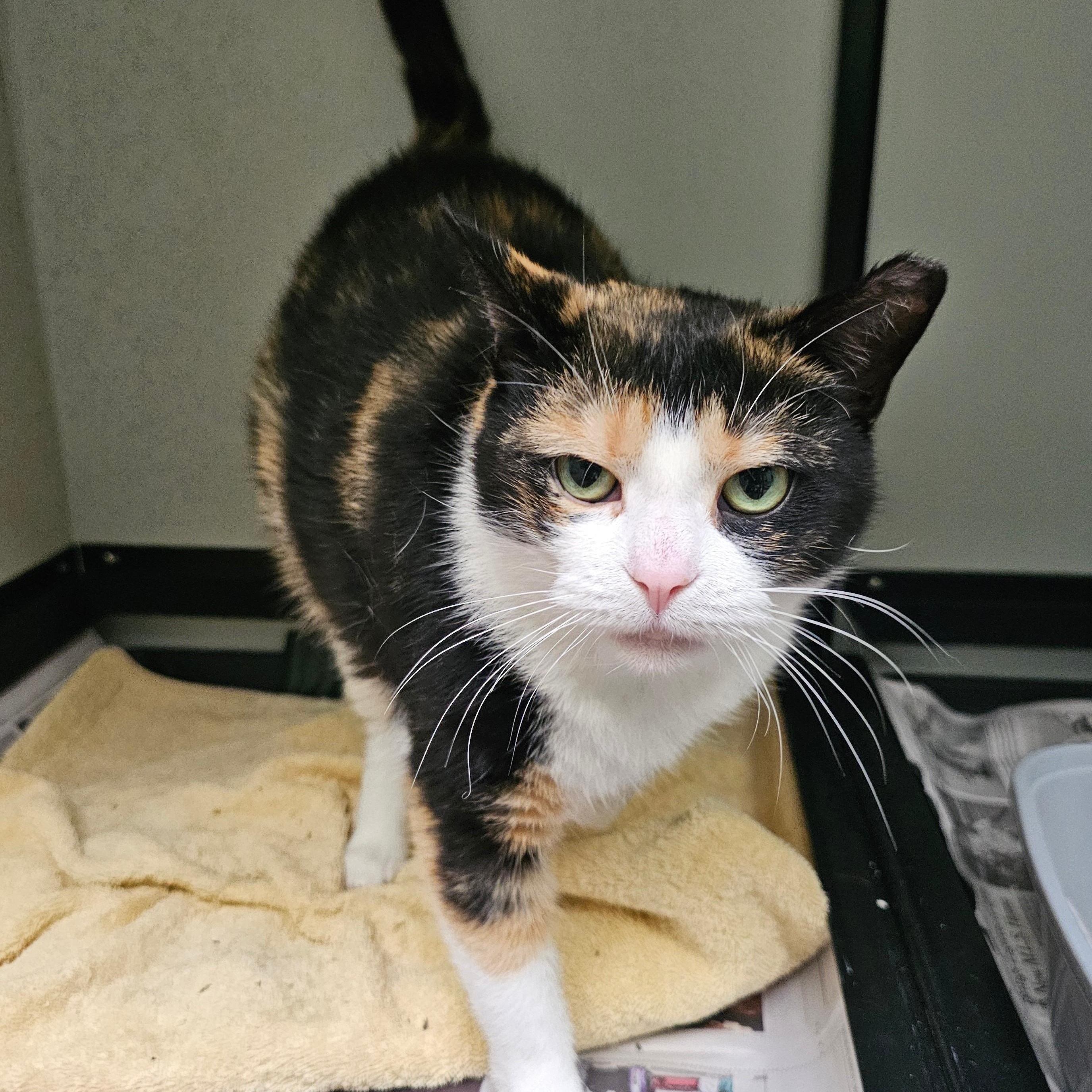 Enlarge Confetti , a ADOPTABLE Domestic Short Hair in Norwalk, CT image 2/2
