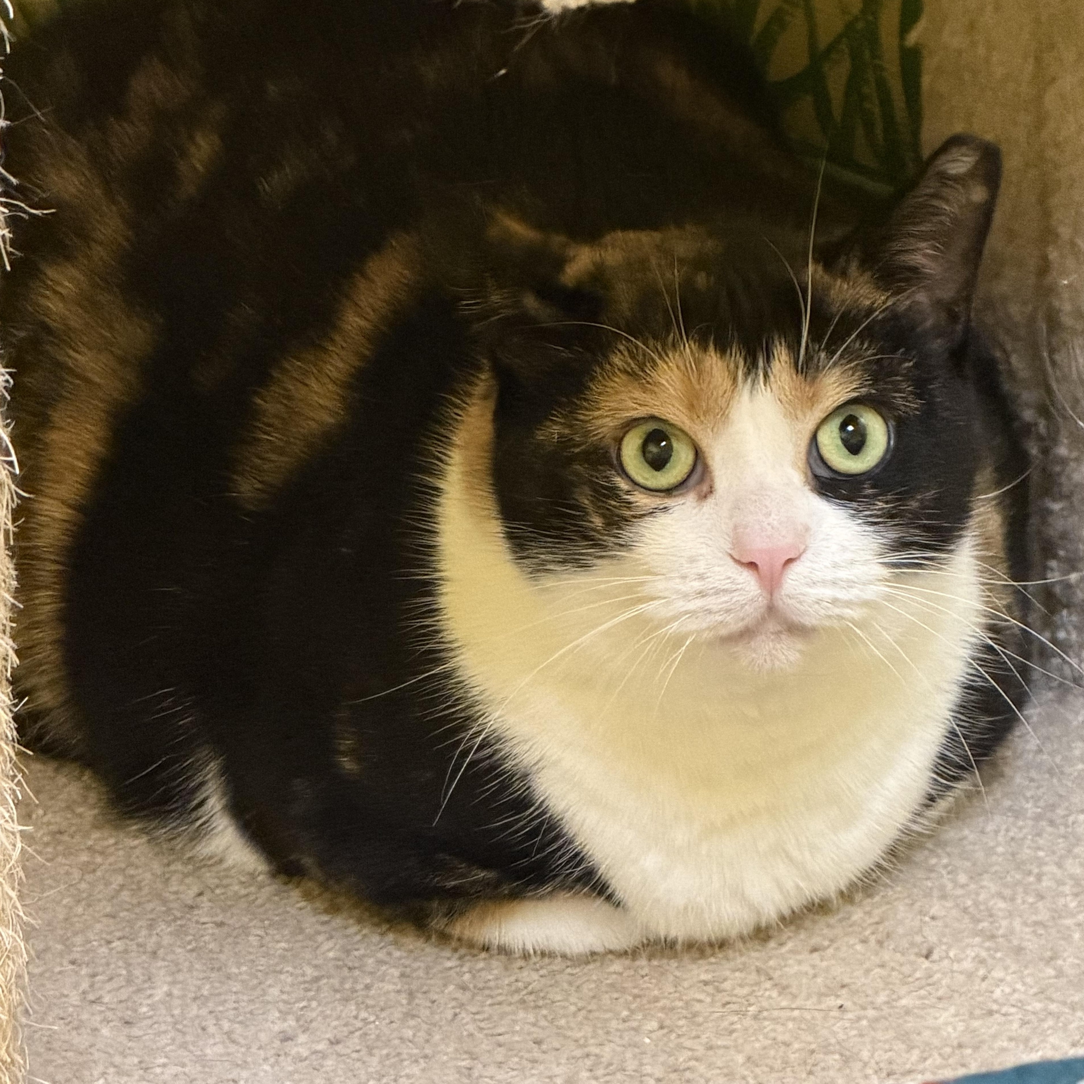 Confetti , ADOPTABLE, Young Female Domestic Short Hair.