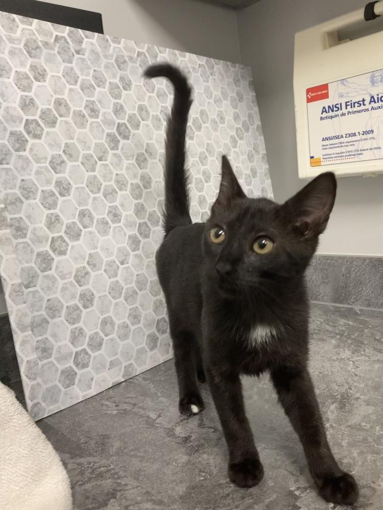 Stroke of Midnight, Adopted, Kitten Female Domestic Short Hair.