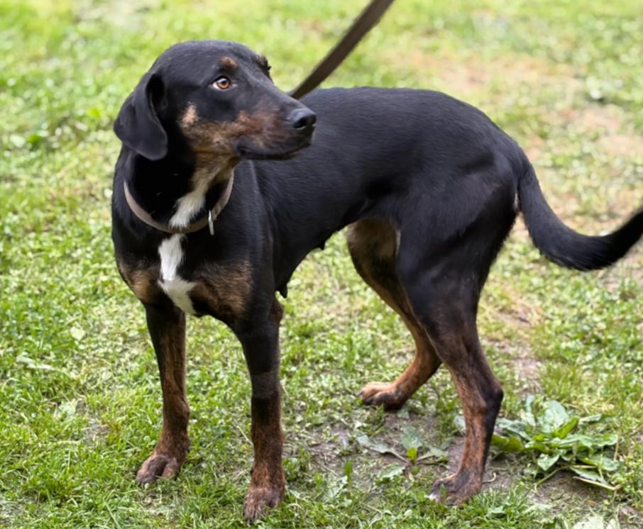 Enlarge Myra, a Adoptable Hound in Hazard, KY image 3/3