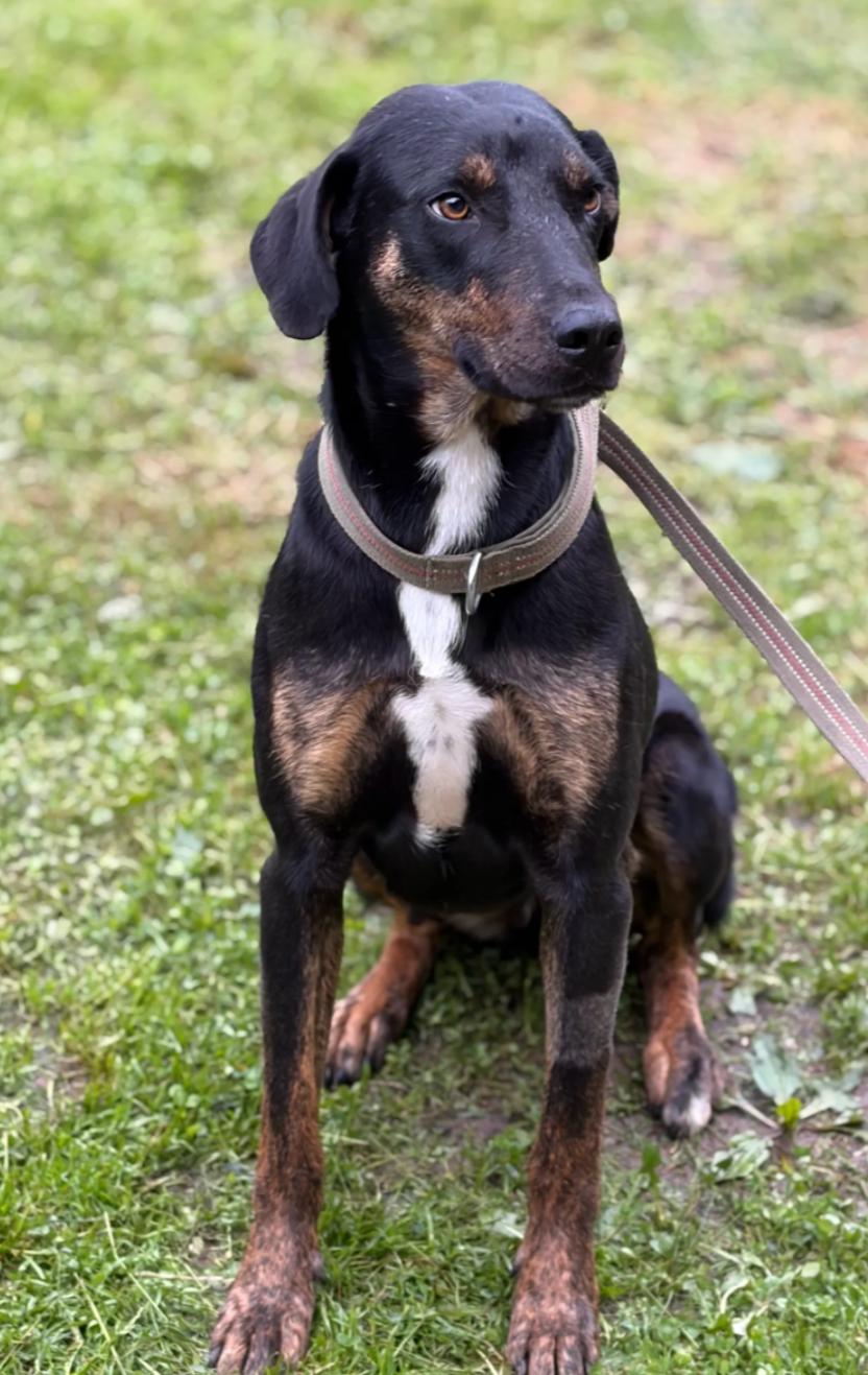 Enlarge Myra, a Adoptable Hound in Hazard, KY image 2/3