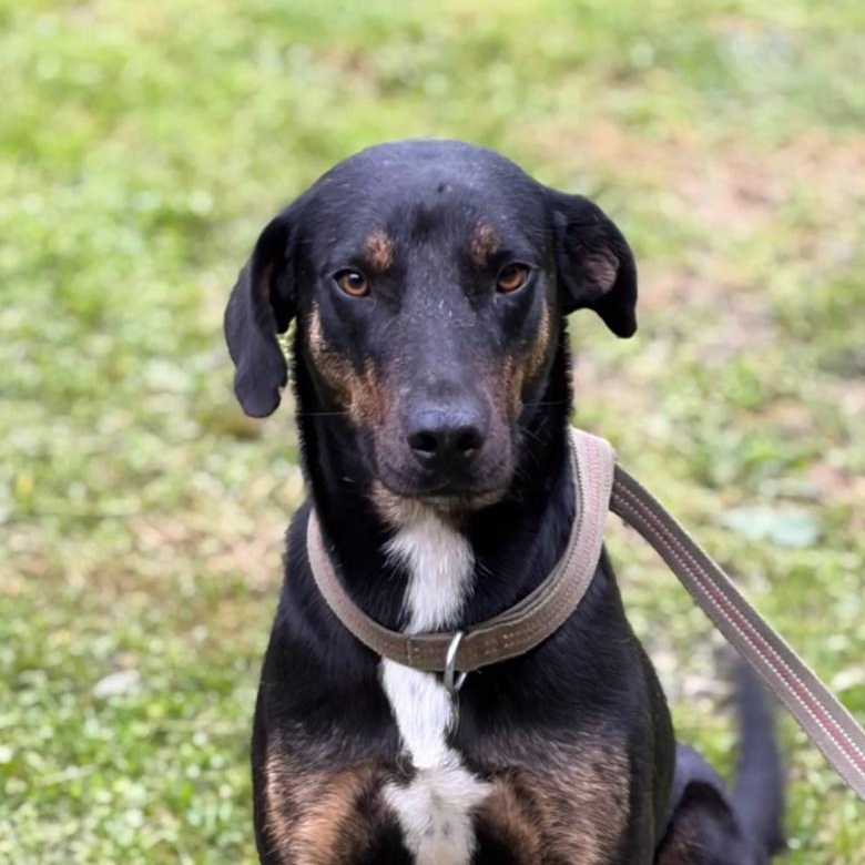 Myra, Adoptable, Young Female Hound.