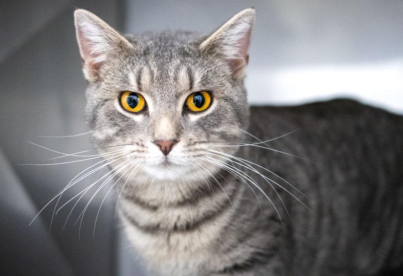 Enlarge Nicholas #21577, a ADOPTABLE Domestic Short Hair in Monroe, GA image 1/1