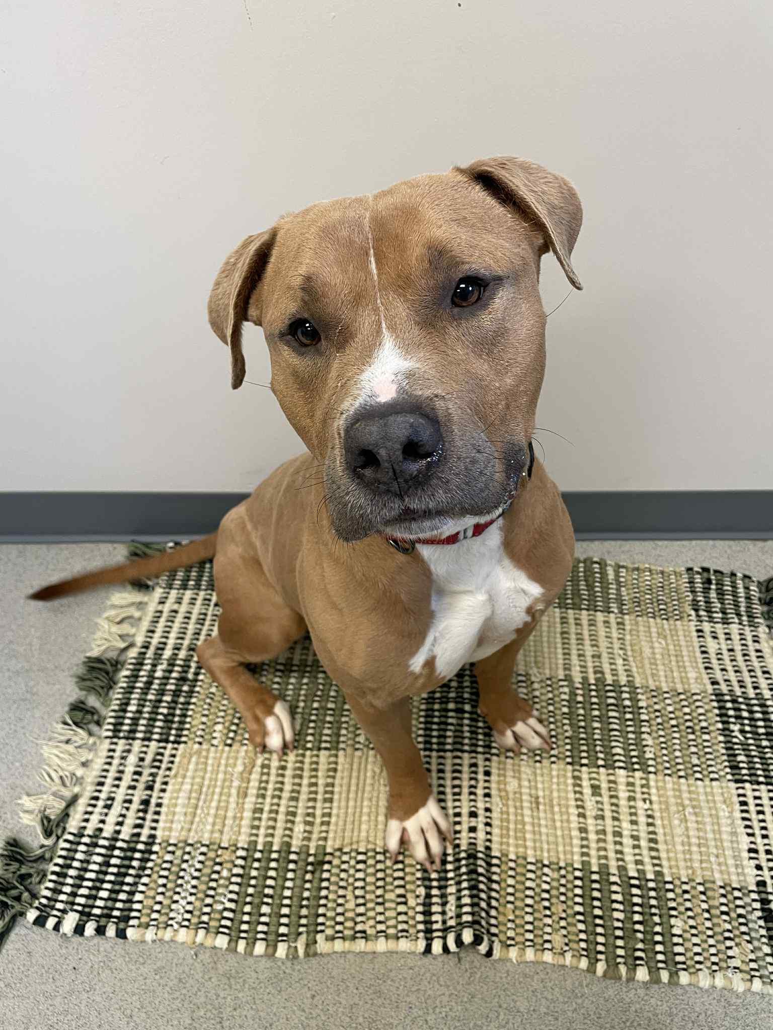 Dozer, an adoptable American Bully in Waterloo, IA, 50703 | Photo Image 7