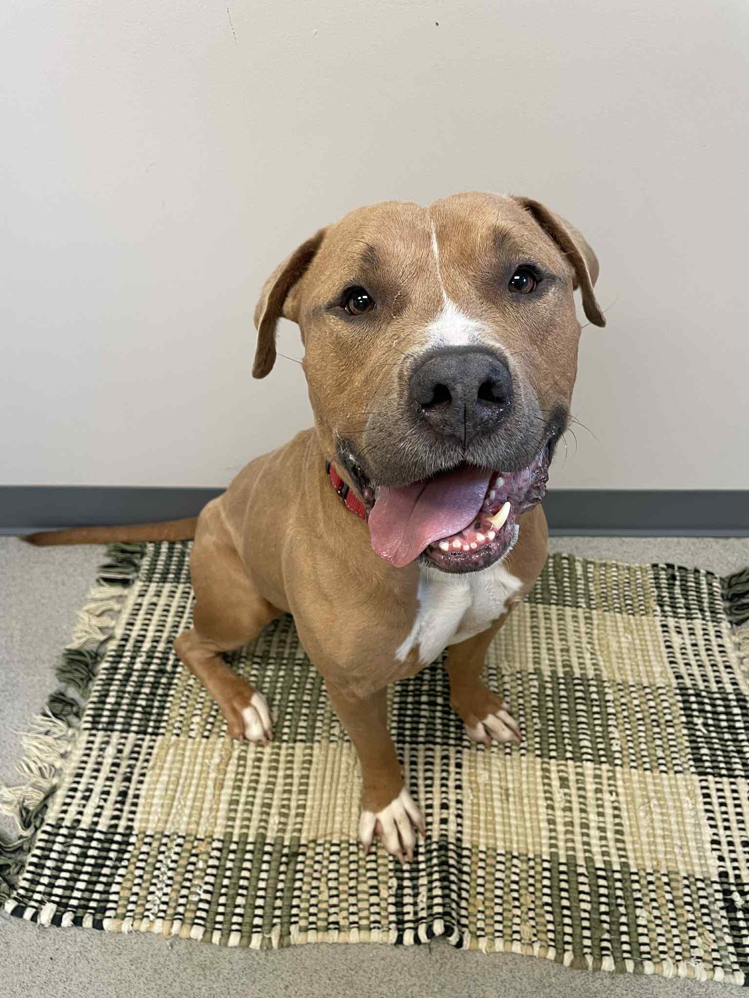 Dozer, an adoptable American Bully in Waterloo, IA, 50703 | Photo Image 6