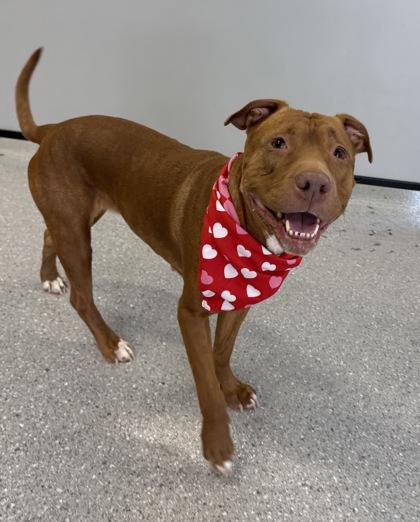 Hot Sauce — thumbnail 2