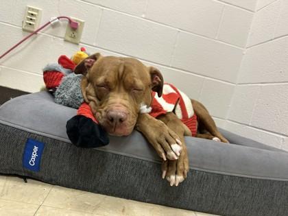 Hot Sauce — thumbnail 3