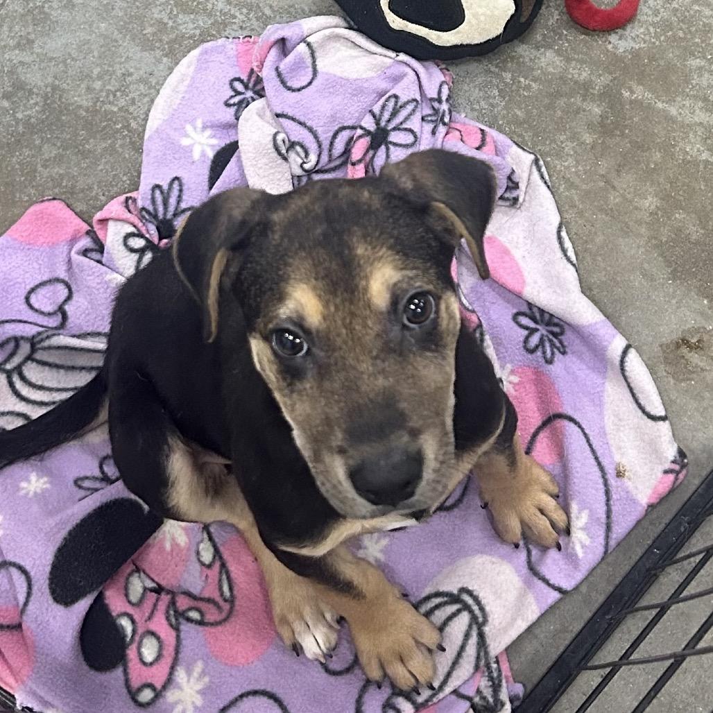 Windell, Adoptable, Puppy Male Labrador Retriever.