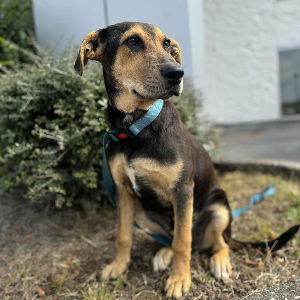 Enlarge Windell, a Adoptable Labrador Retriever in Parrish, AL image 2/6