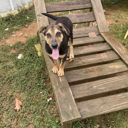 Enlarge Windell, a Adoptable Labrador Retriever in Parrish, AL image 3/6