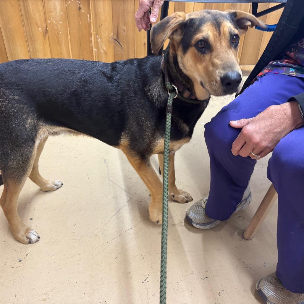 Enlarge Windell, a Adoptable Labrador Retriever in Parrish, AL image 3/6