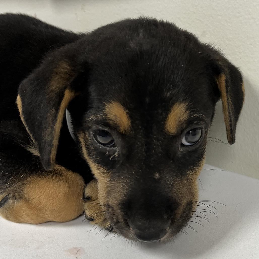 Enlarge Windell, a Adoptable Labrador Retriever in Parrish, AL image 4/6