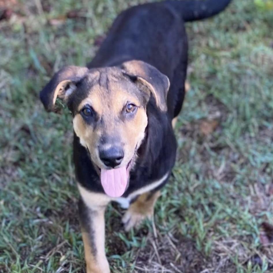 Enlarge Windell, a Adoptable Labrador Retriever in Parrish, AL image 5/6