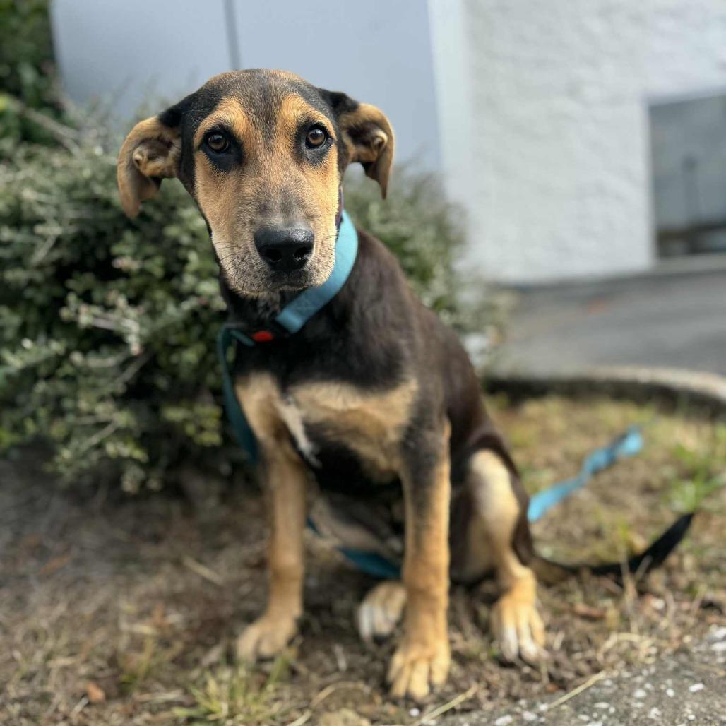Enlarge Windell, a Adoptable Labrador Retriever in Parrish, AL image 6/6