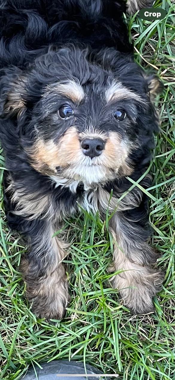 Enlarge Rollo, a Adoptable mixed breed in Lincoln University, PA image 4/5