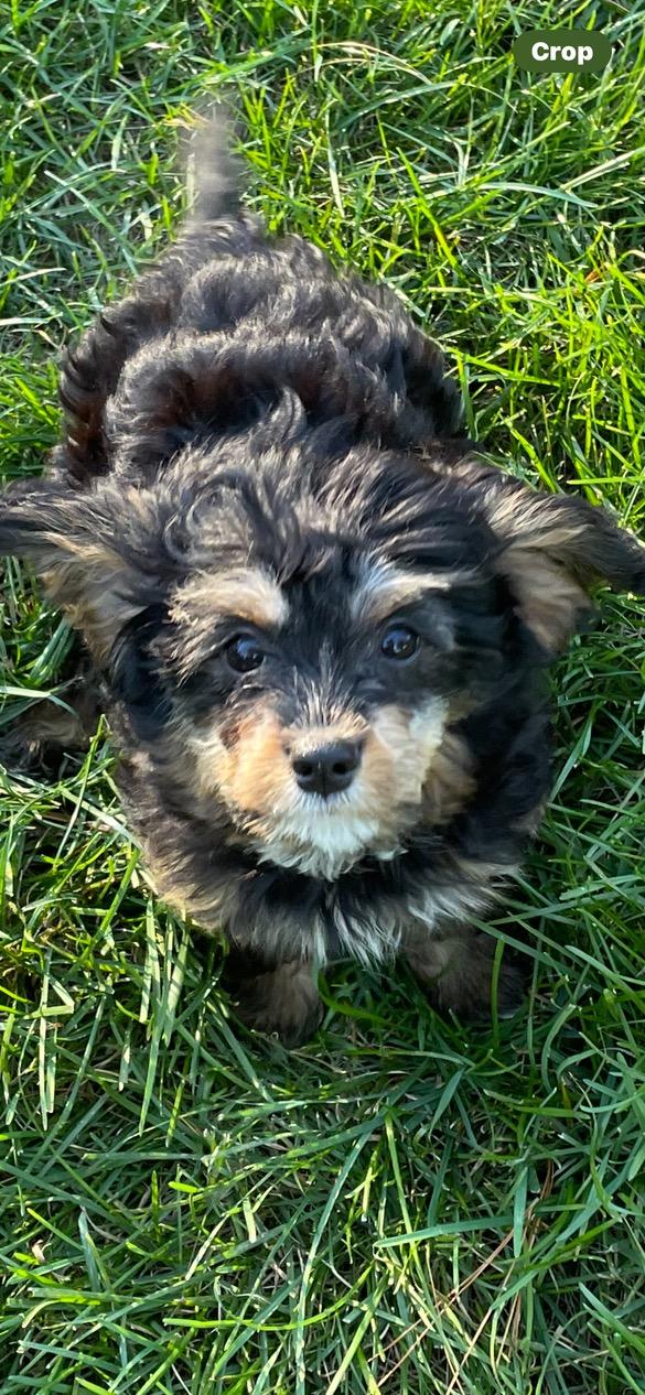 Enlarge Rollo, a Adoptable mixed breed in Lincoln University, PA image 3/5