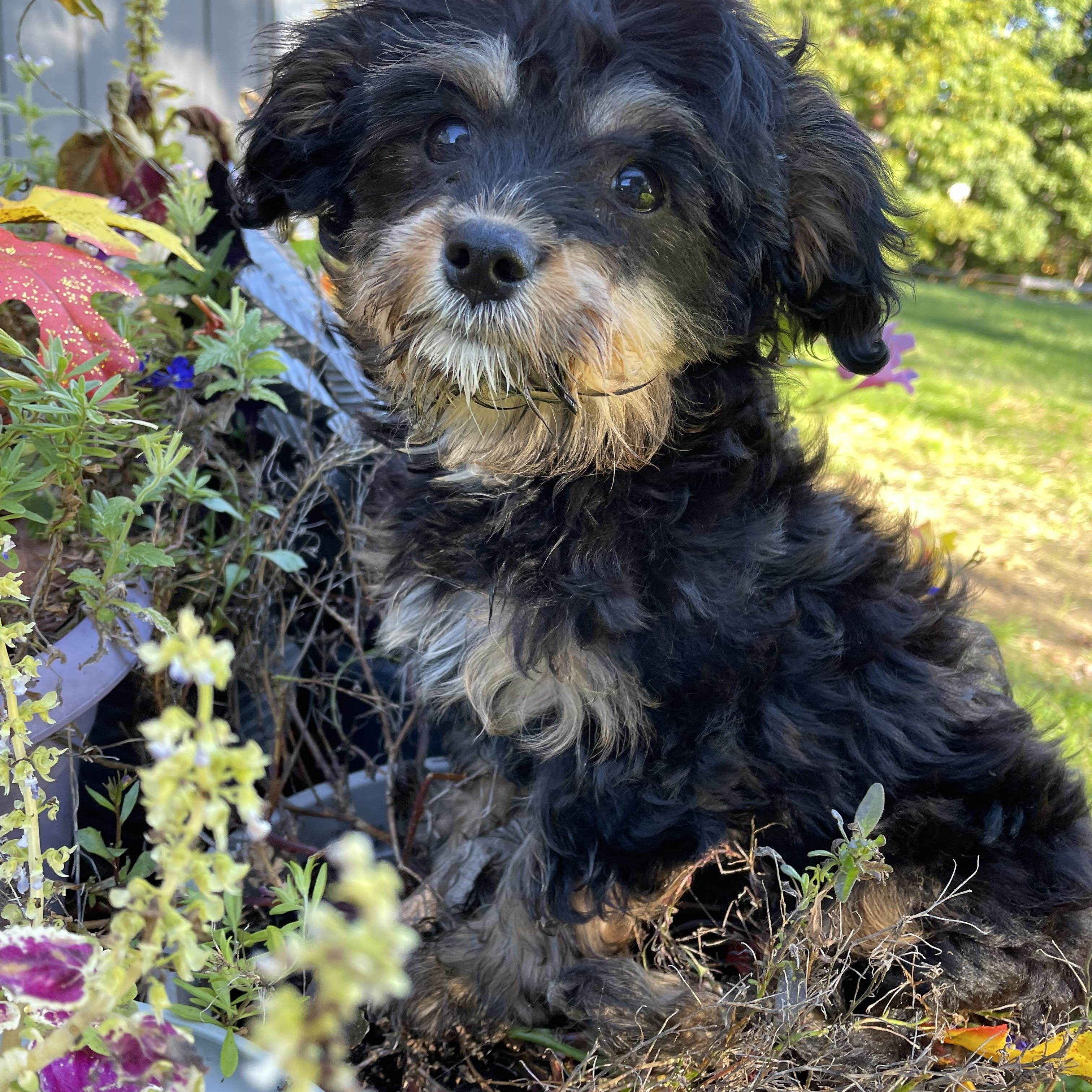 Enlarge Rollo, a Adoptable mixed breed in Lincoln University, PA image 1/5