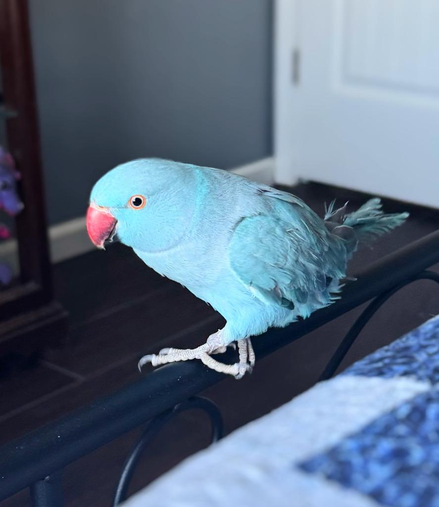 Berry, Adoptable, Adult Female Parrot (Other).