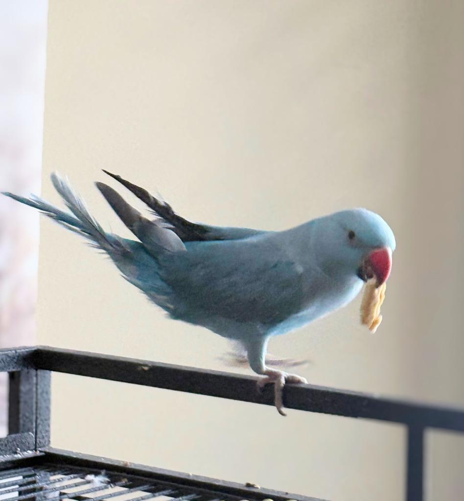 Berry, a Adoptable Parrot (Other) in Ballwin, MO image 2/6