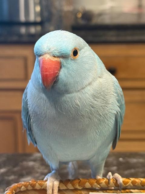 Berry, a Adoptable Parrot (Other) in Ballwin, MO image 3/6