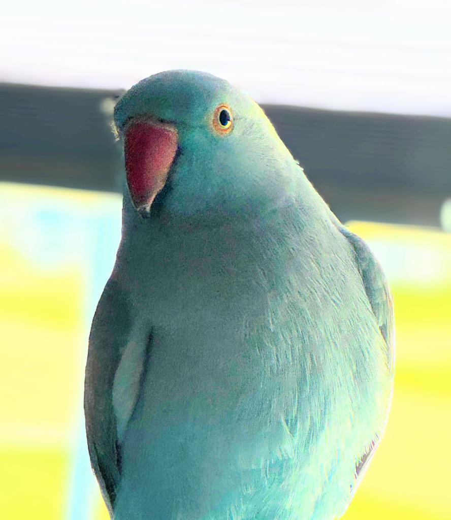 Berry, a Adoptable Parrot (Other) in Ballwin, MO image 4/6