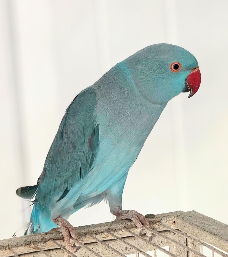 Berry, a Adoptable Parrot (Other) in Ballwin, MO image 5/6