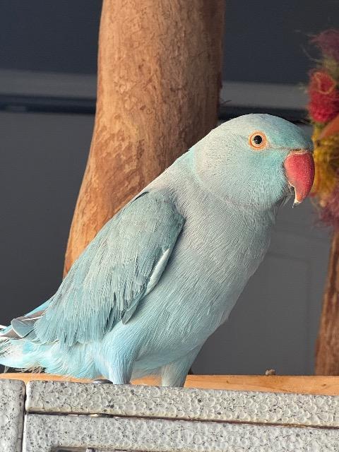 Berry, a Adoptable Parrot (Other) in Ballwin, MO image 6/6
