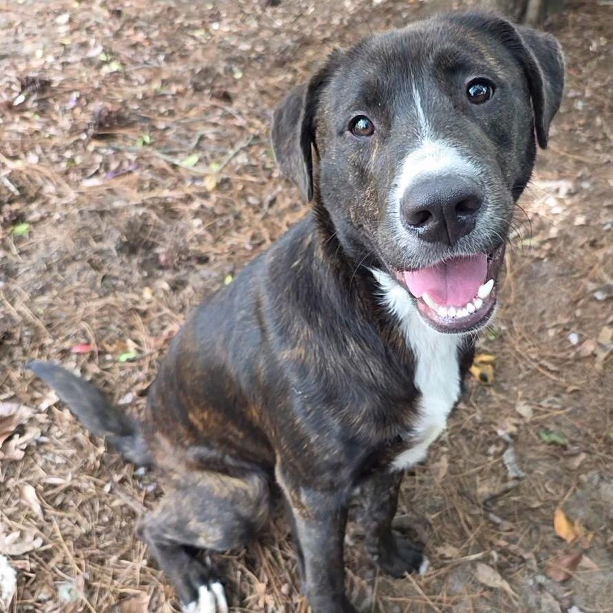 Striker, a Adoptable mixed breed in Jersey City, NJ image 1/6