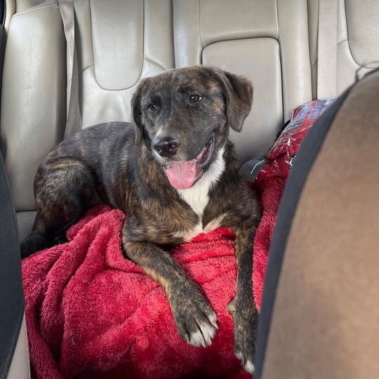 Striker, a Adoptable mixed breed in Jersey City, NJ image 2/6