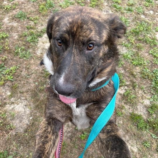 Striker, a Adoptable mixed breed in Jersey City, NJ image 3/6