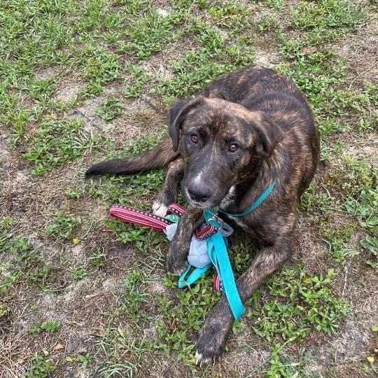 Striker, a Adoptable mixed breed in Jersey City, NJ image 4/6