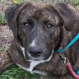 Striker, a Adoptable mixed breed in Jersey City, NJ image 5/6