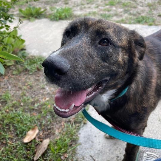 Striker, a Adoptable mixed breed in Jersey City, NJ image 6/6