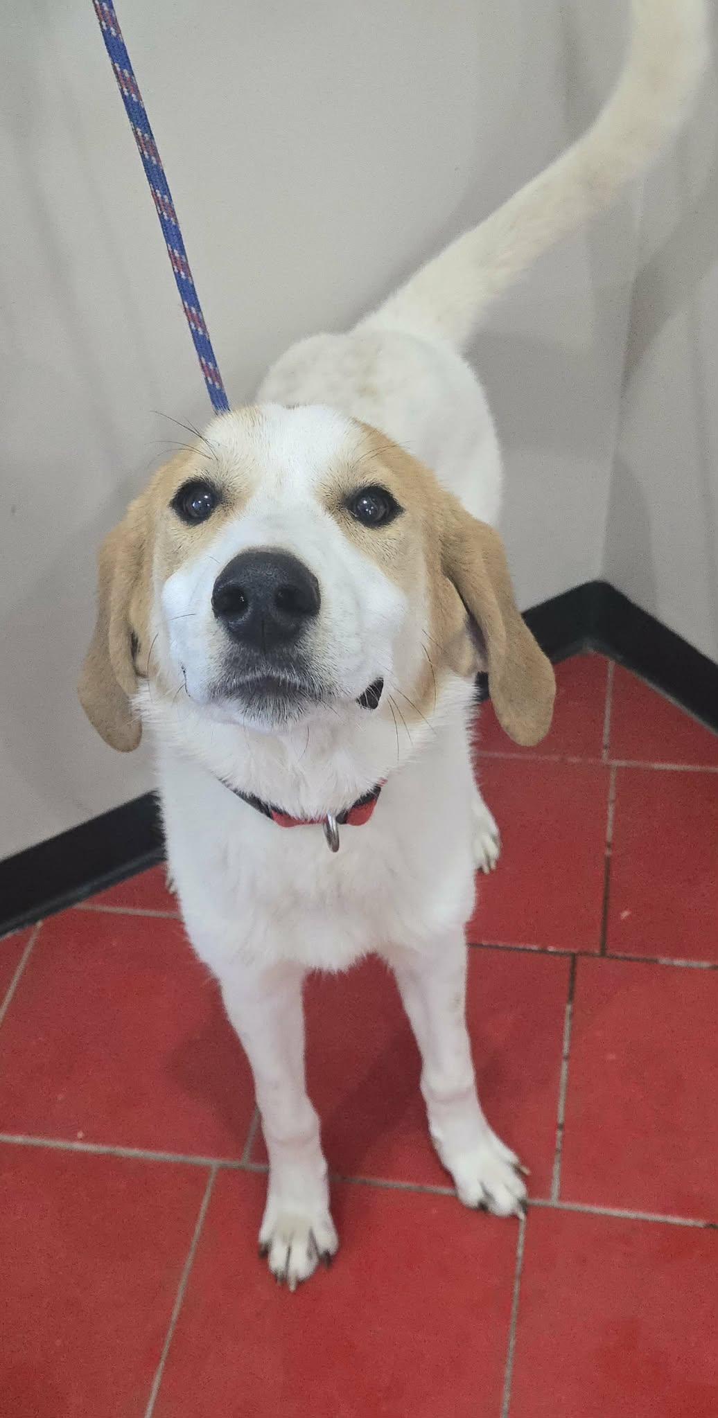 Enlarge Tucker, a ADOPTABLE mixed breed in Newport, TN image 5/5