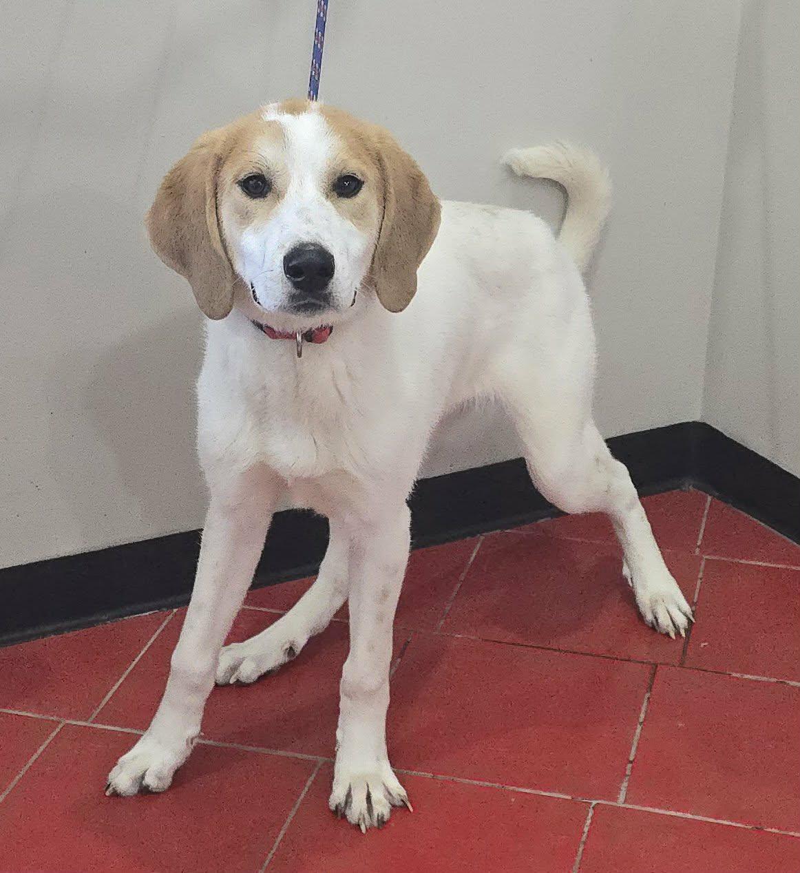 Enlarge Tucker, a ADOPTABLE mixed breed in Newport, TN image 2/5