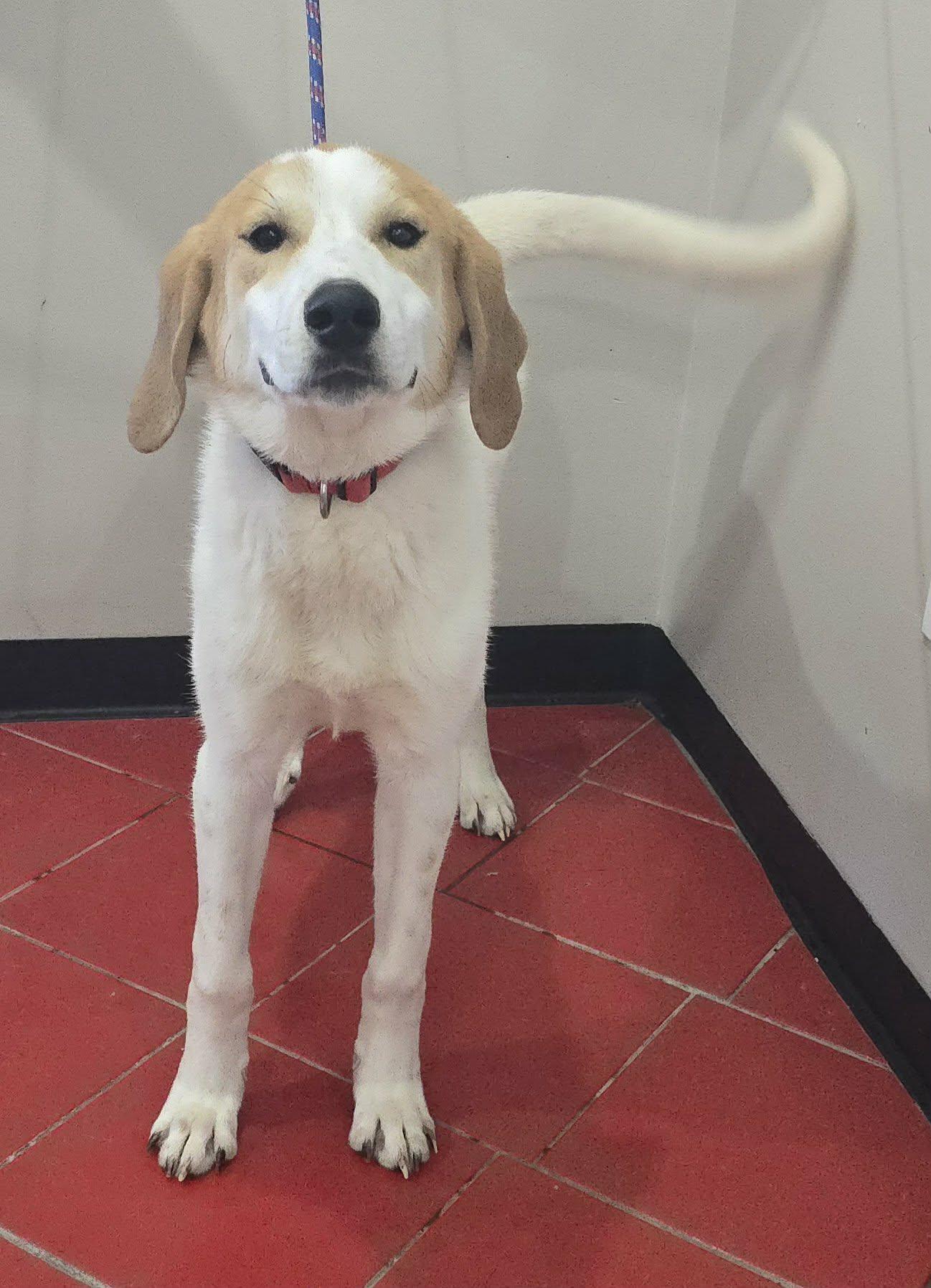 Enlarge Tucker, a ADOPTABLE mixed breed in Newport, TN image 4/5