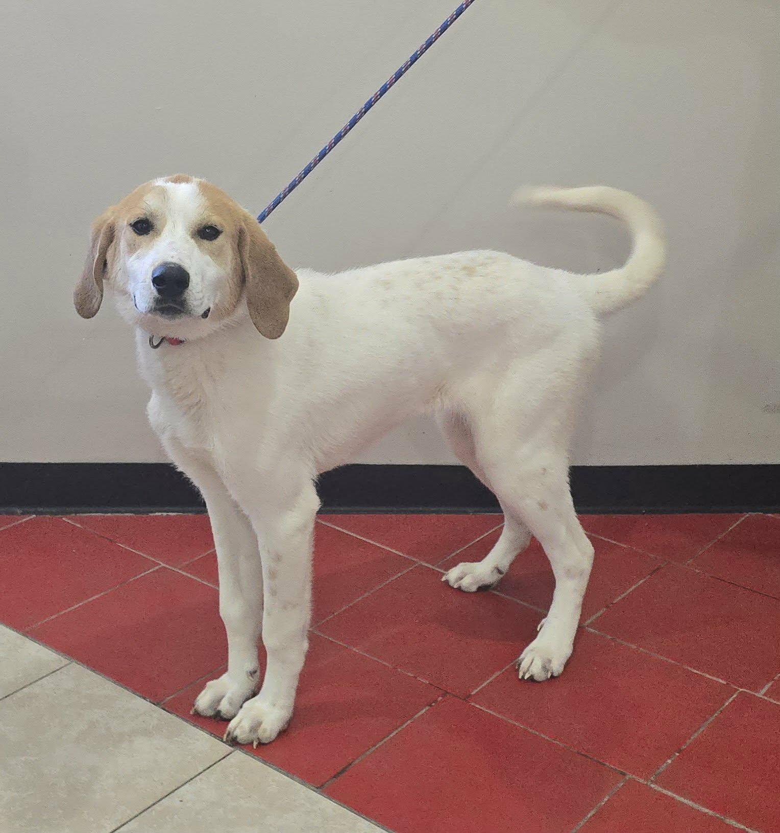 Enlarge Tucker, a ADOPTABLE mixed breed in Newport, TN image 3/5