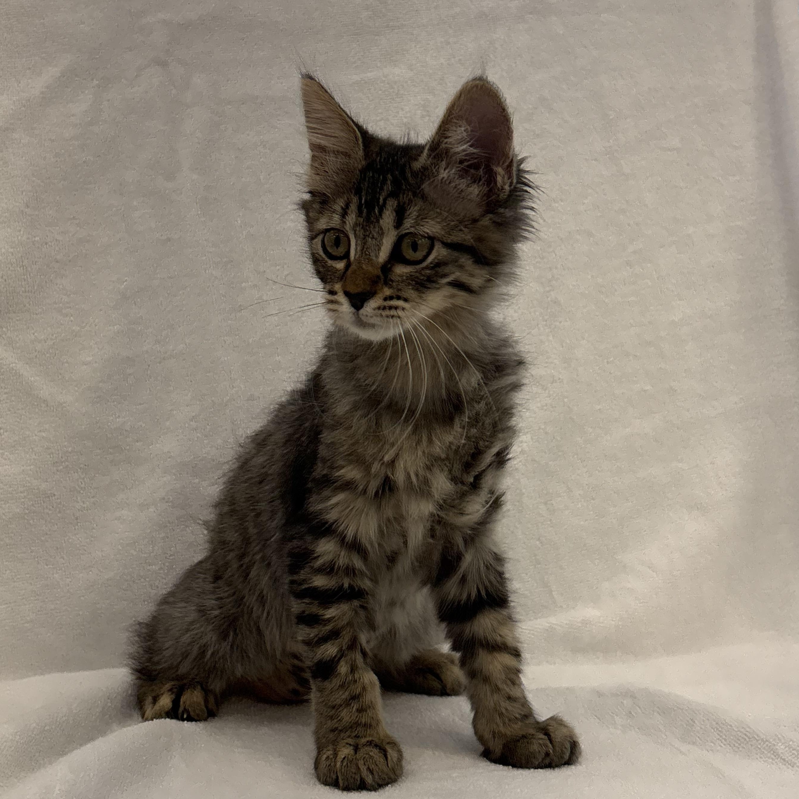 Sophia, an adoptable Domestic Medium Hair in Henderson, NV image 1/2