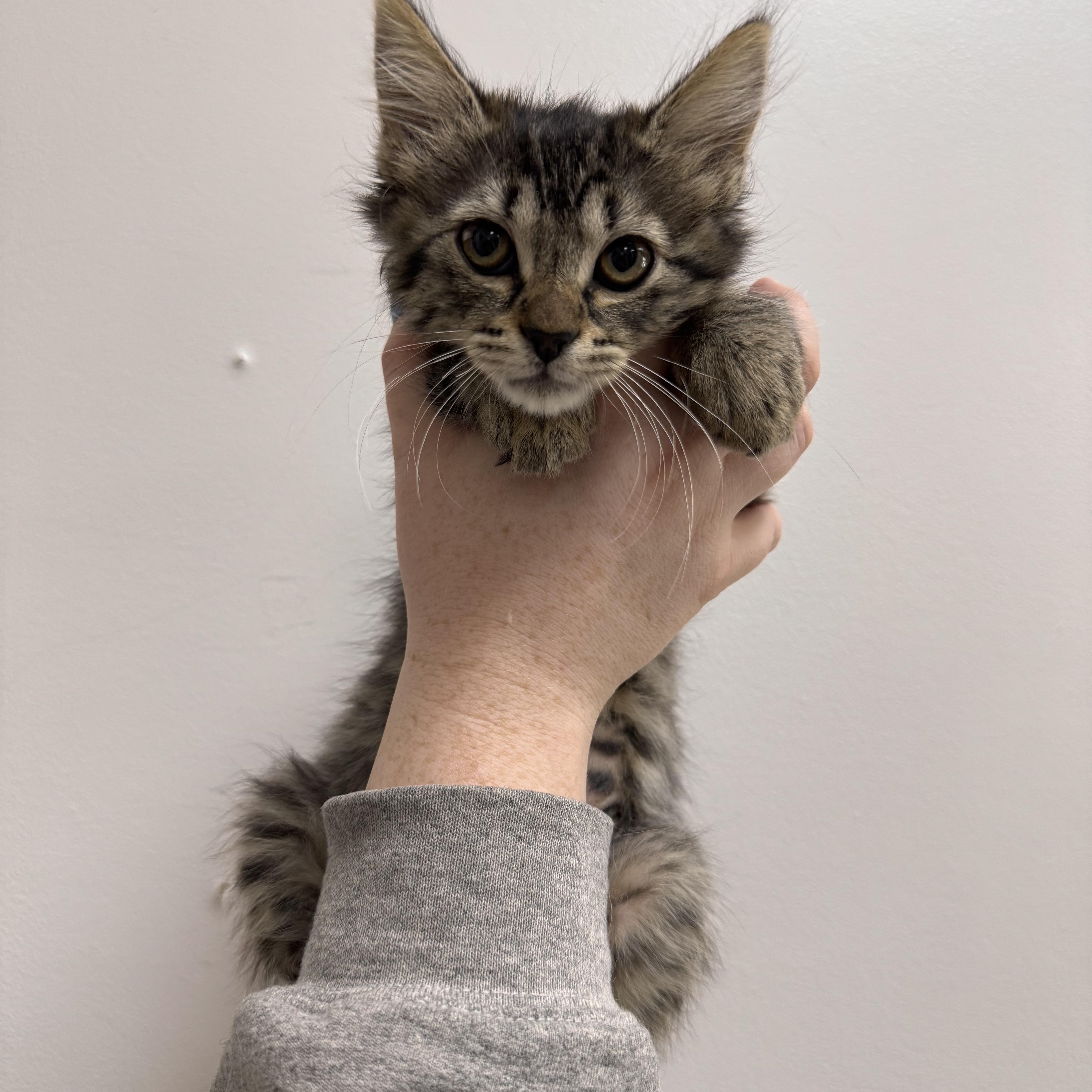Sophia, Adoptable, Kitten Female Domestic Medium Hair.