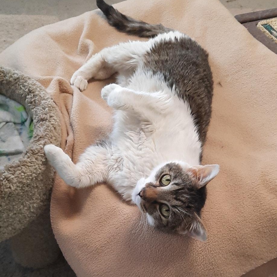 Enlarge Rivers, a ADOPTABLE mixed breed in Metropolis, IL image 1/2