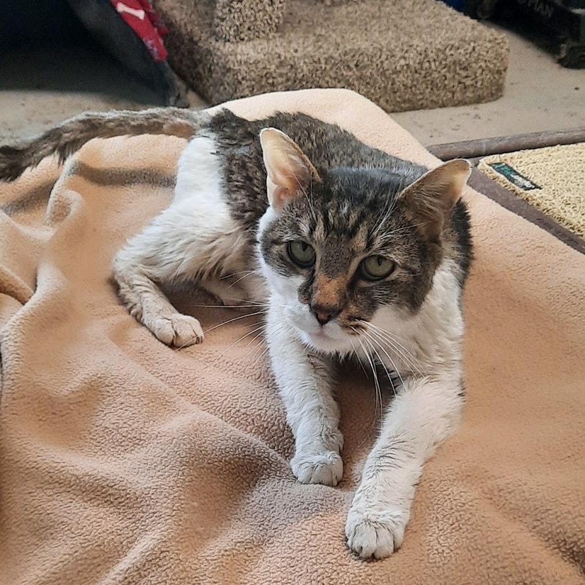 Enlarge Rivers, a ADOPTABLE mixed breed in Metropolis, IL image 2/2