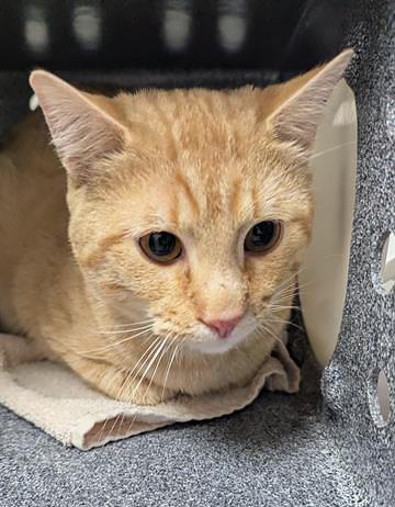 Enlarge Biscat, a ADOPTABLE Domestic Short Hair in Nashville, TN image 1/1