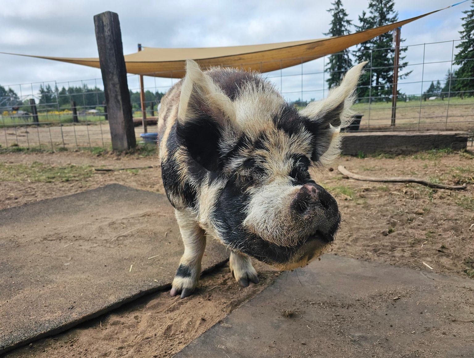 Enlarge Dexter, a Adoptable Pig in Roy, WA image 1/1