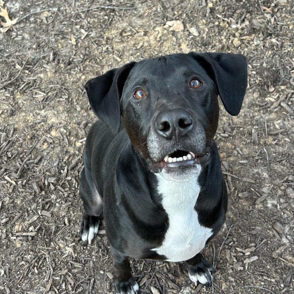 Enlarge Morgan, a Adoptable Mixed Breed in Memphis, TN image 1/2