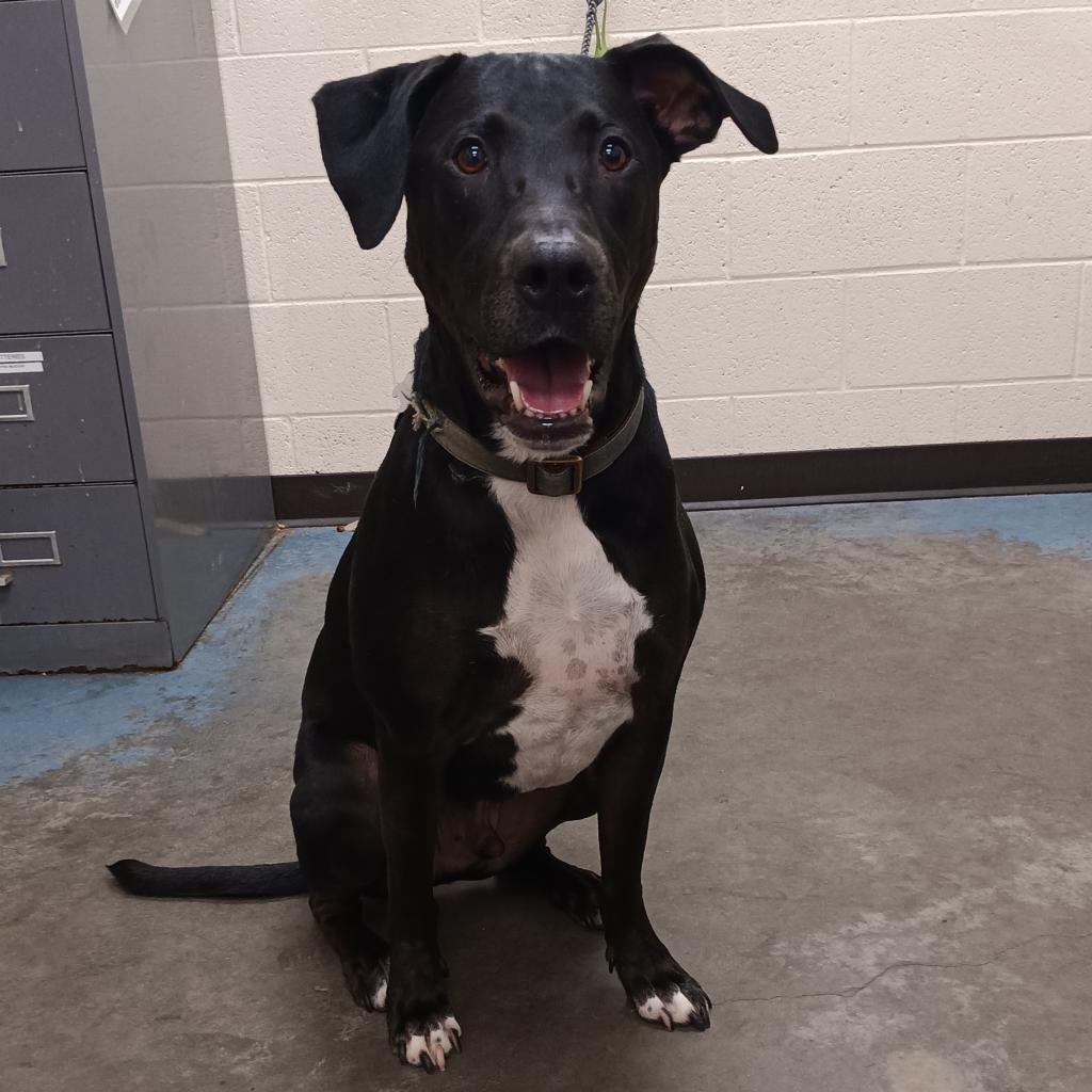 Enlarge Morgan, a Adoptable Mixed Breed in Memphis, TN image 2/2