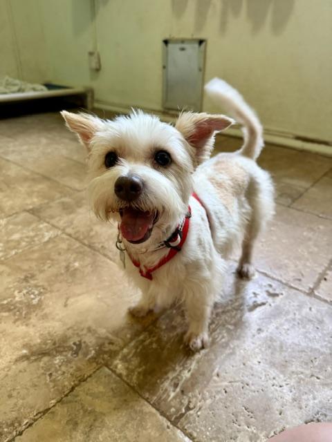 Enlarge Nico, a Adopted mixed breed in Spring, TX image 5/5
